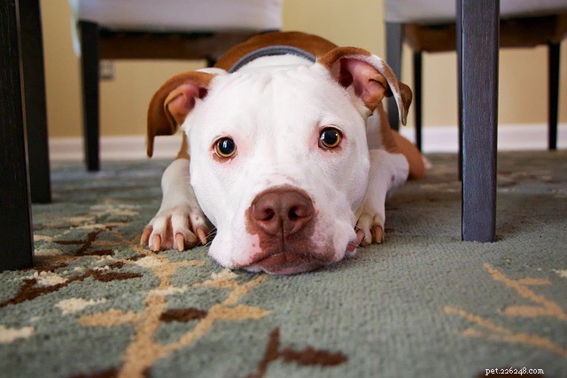Safeguarding Your Pet: Expert Tips for Weather-Related Emergency Preparedness