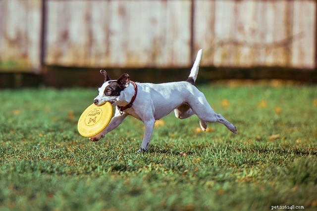 Teach Your Pup to Socialize: 5 Proven Ways to Make New Friends