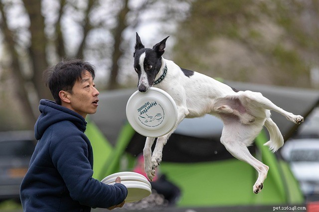 Teach Your Pup to Socialize: 5 Proven Ways to Make New Friends