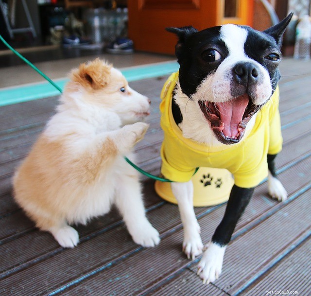 Teach Your Pup to Socialize: 5 Proven Ways to Make New Friends