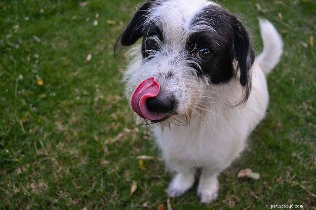 Dr. Katy Nelson Shares Expert Answers to Your Top Pet Care Questions