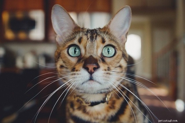 How WSAVA Guidelines Ensure the Quality of Freshpet’s Natural Dog & Cat Food