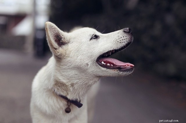 How WSAVA Guidelines Ensure the Quality of Freshpet’s Natural Dog & Cat Food