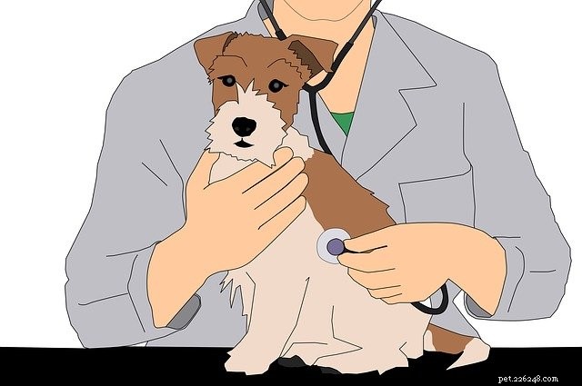 How WSAVA Guidelines Ensure the Quality of Freshpet’s Natural Dog & Cat Food