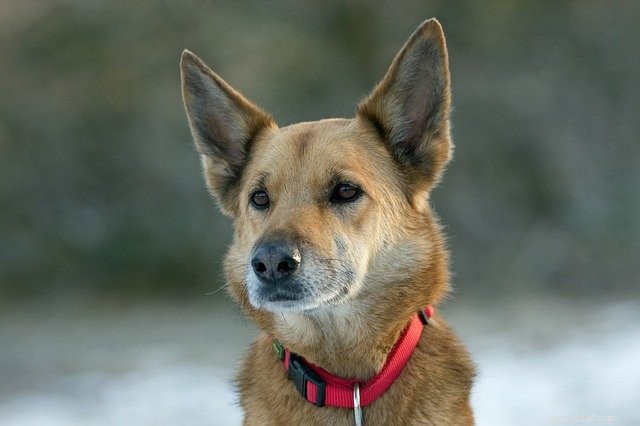 Why Adopting a Rescue Pet Benefits You and the Animal
