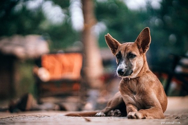 Why Adopting a Rescue Pet Benefits You and the Animal