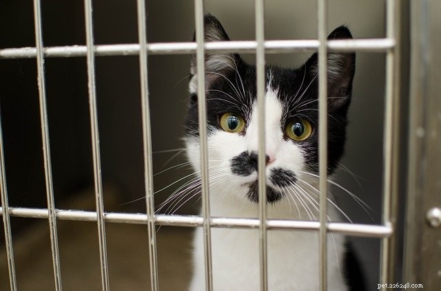 Why Adopting a Rescue Pet Benefits You and the Animal