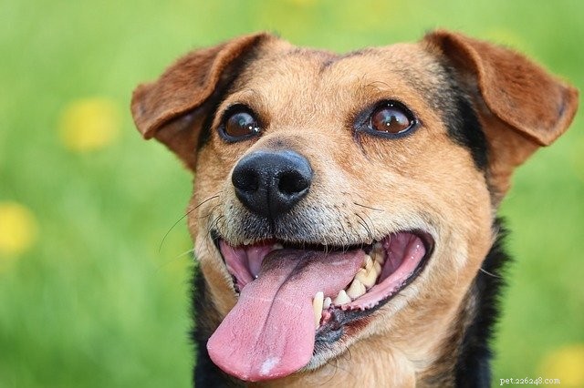 Why Adopting a Rescue Pet Benefits You and the Animal