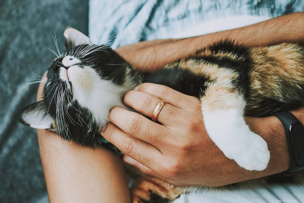 How Owning a Pet Boosts Your Happiness: The Science of Zooeyia