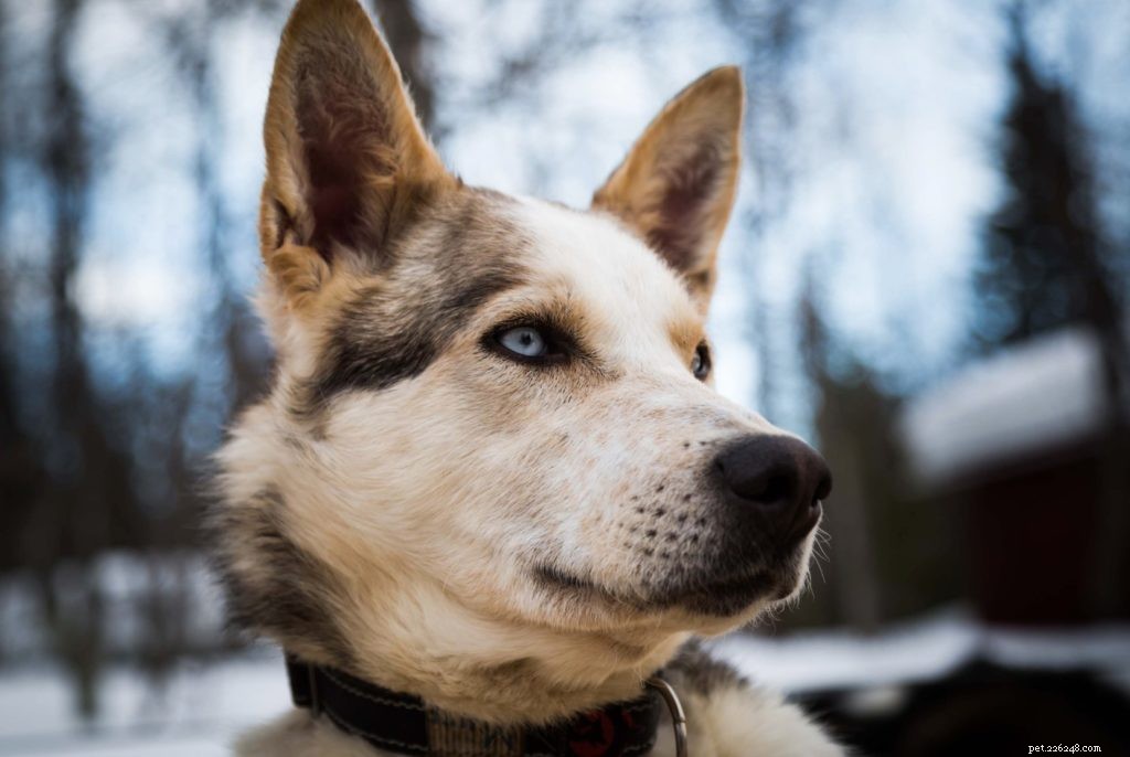 Top Cold-Weather Gear to Keep Your Pet Warm and Happy