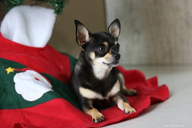 Holiday Gifts Everyone and Their Pets Will Love