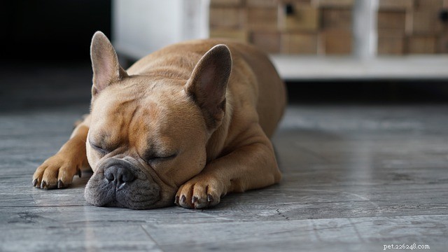 Holiday Gifts Everyone and Their Pets Will Love