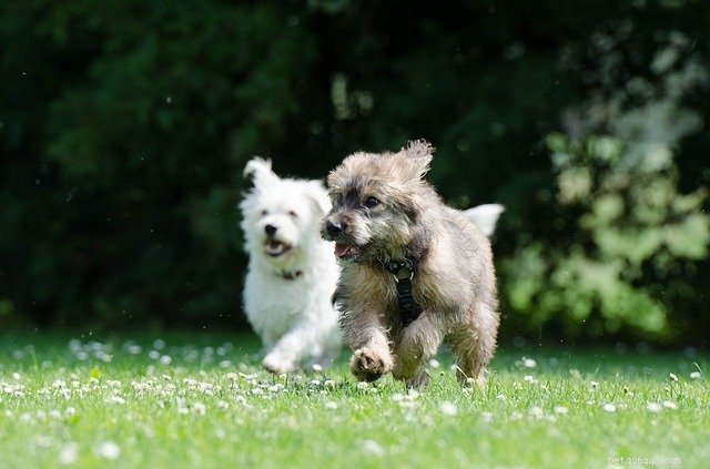 Guide to Seamlessly Adding a Second Pet to Your Family