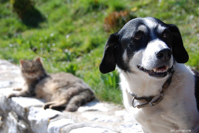 Guide to Seamlessly Adding a Second Pet to Your Family