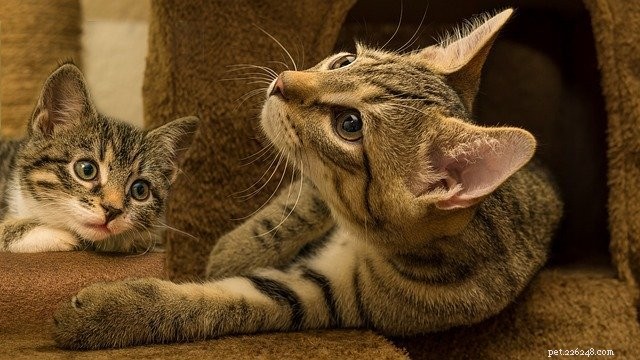 Guide to Seamlessly Adding a Second Pet to Your Family