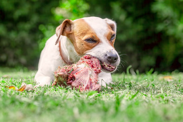 Freshpet Reveals Key Nutrients to Guide Your Puppy’s Healthy Diet