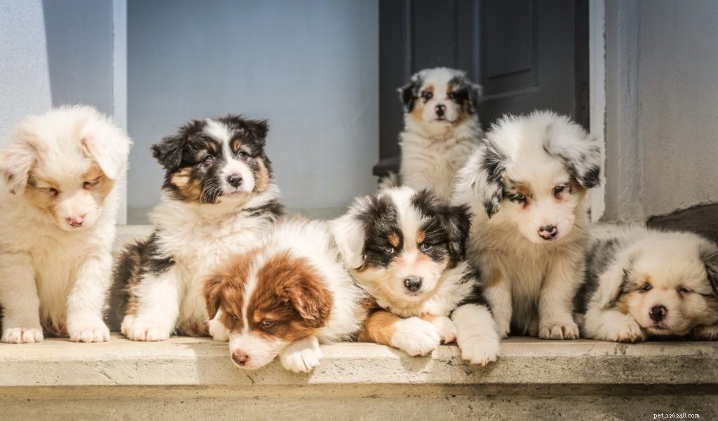 Celebrate Thanksgiving with Your Pet: A Heartwarming Guide to Show Them Love
