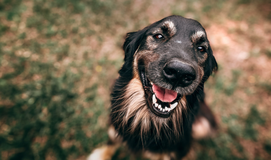 Essential Care Strategies for Your Senior Pet