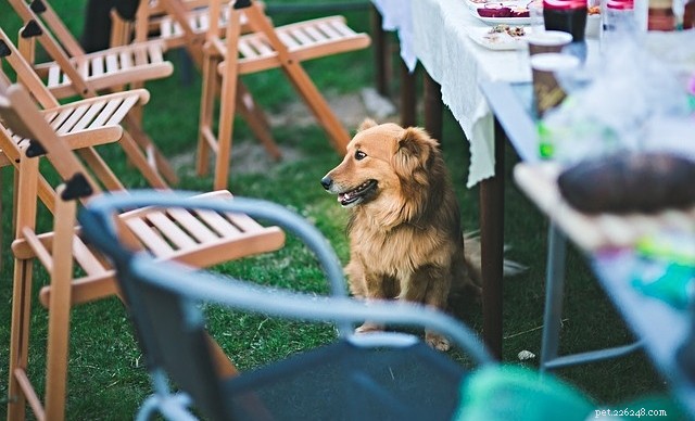 Celebrate Thanksgiving with Your Pet: A Heartwarming Guide to Show Them Love