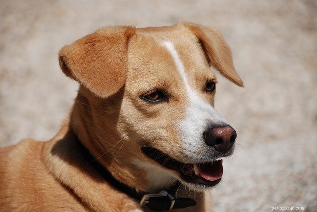 Guide to Helping Your Pet Shed Excess Weight