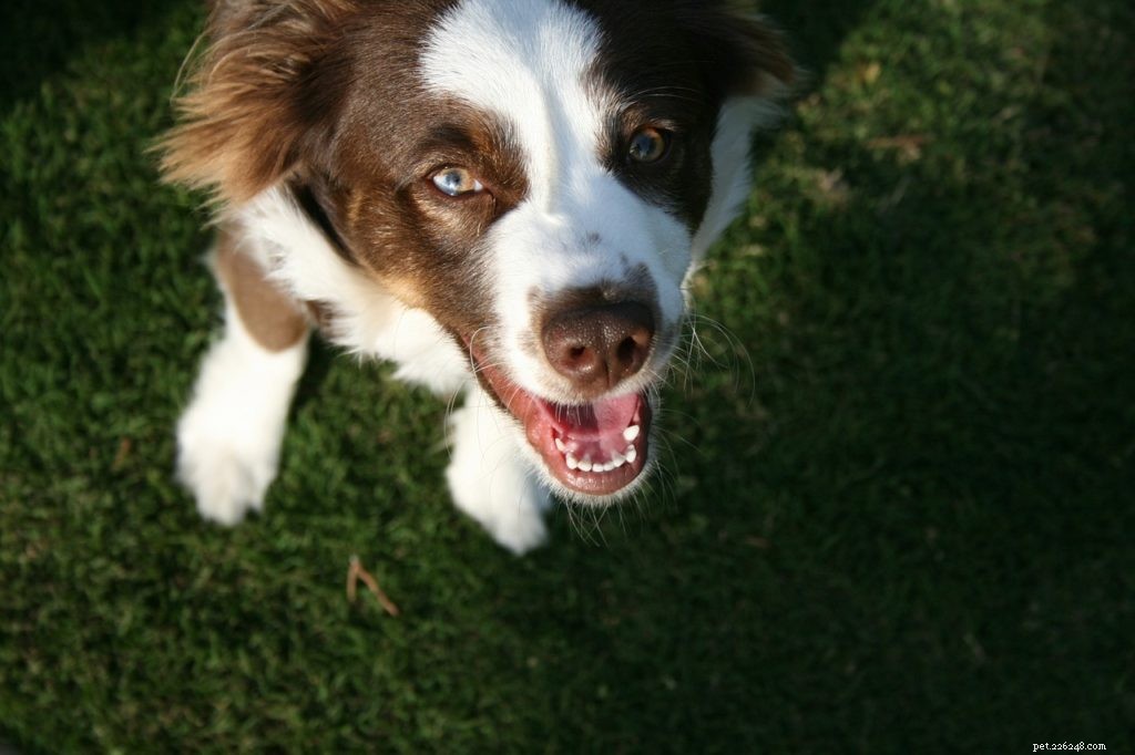 Guide to Helping Your Pet Shed Excess Weight