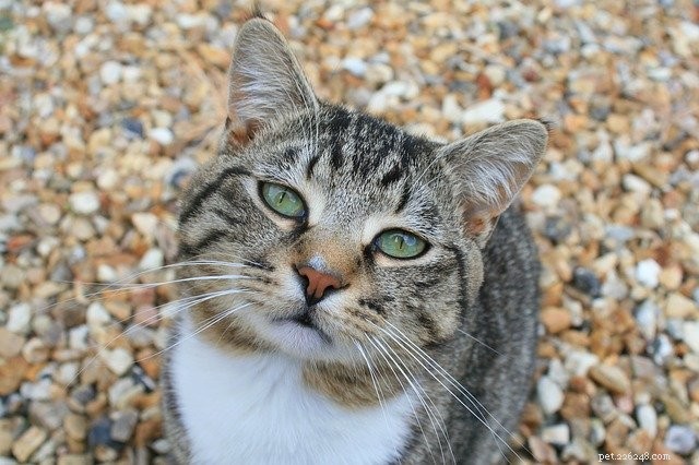 Guide to Helping Your Pet Shed Excess Weight