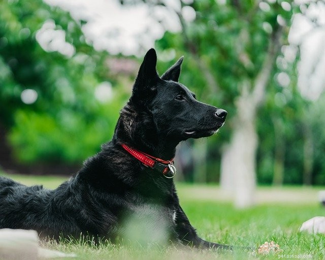 Eco-Friendly Ways to Plan Activities With Your Pet