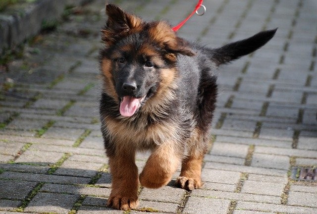 First-Time Pet Parents: 7 Expert Tips for a Smooth Start
