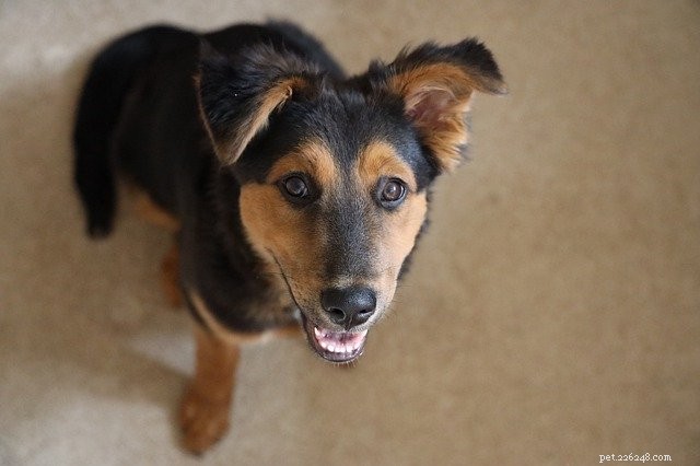 Eco-Friendly Ways to Plan Activities With Your Pet