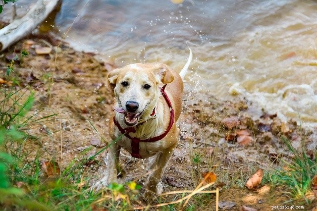 Eco-Friendly Ways to Plan Activities With Your Pet
