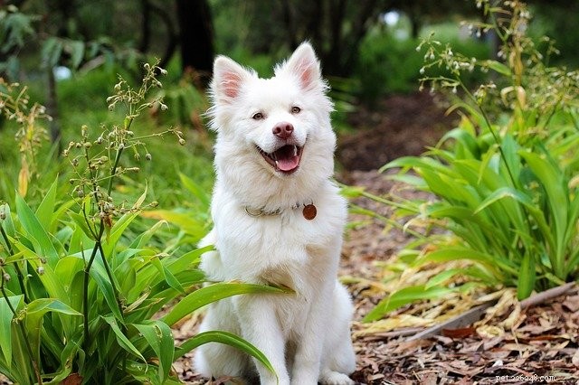 Eco-Friendly Ways to Plan Activities With Your Pet