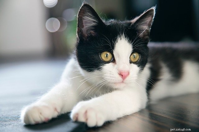 First-Time Pet Parents: 7 Expert Tips for a Smooth Start