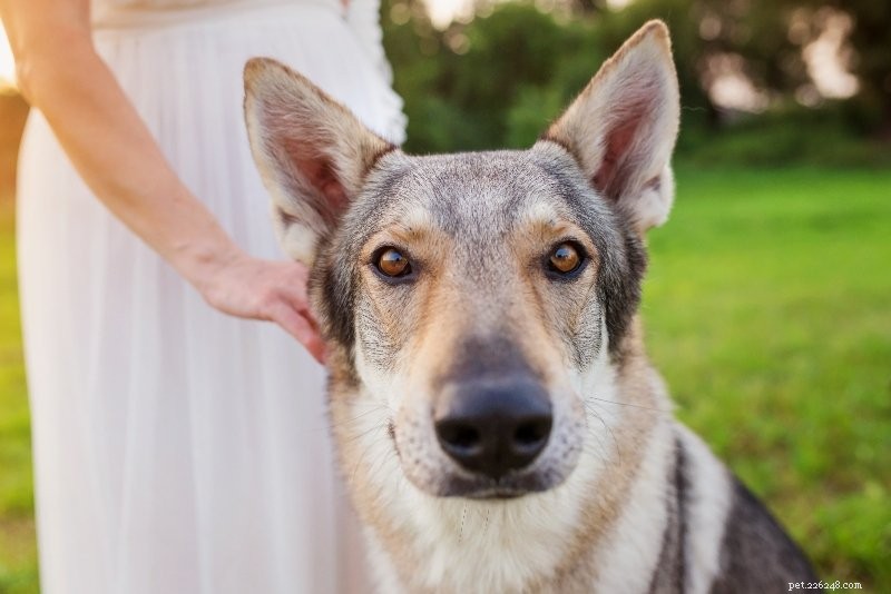 6 Key Ways Dog Moms Make Their Pets Thrive