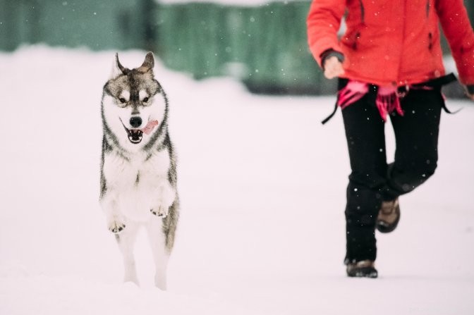 6 Key Ways Dog Moms Make Their Pets Thrive