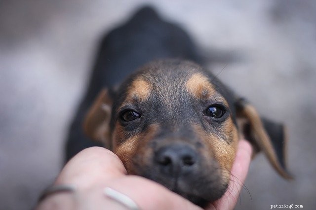 First-Time Pet Parents: 7 Expert Tips for a Smooth Start