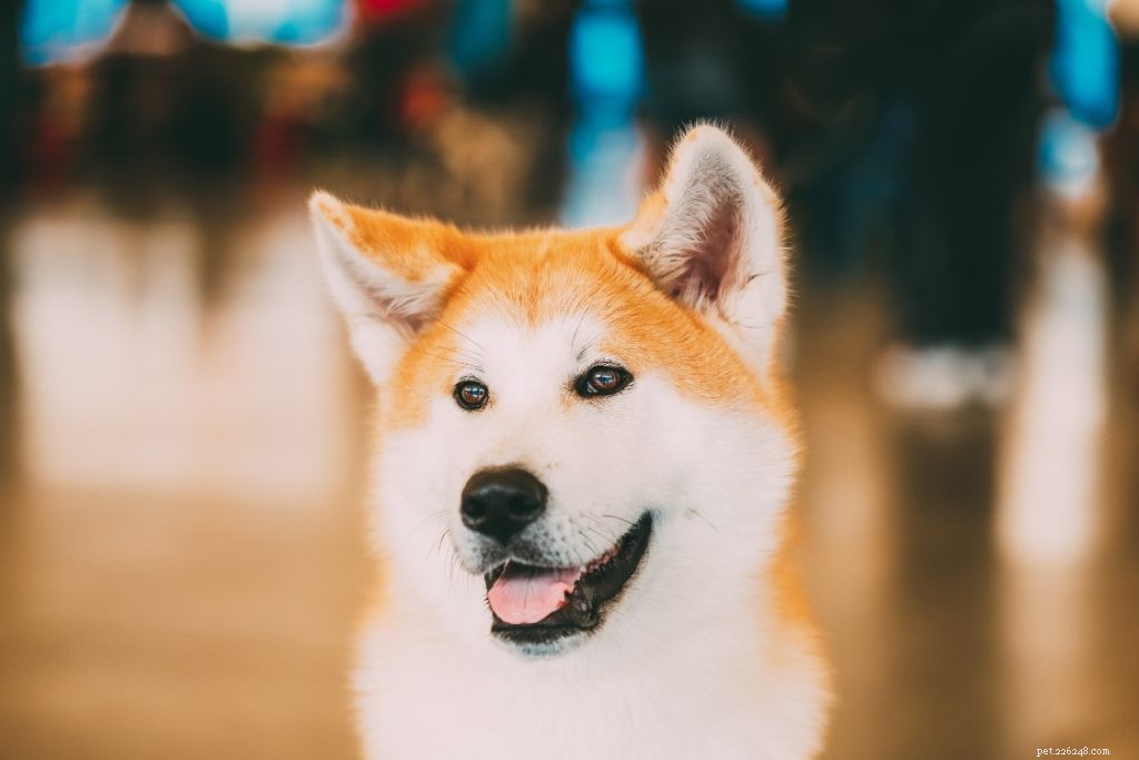 Celebrating National Pet Parents Day: The Joy and Rewards of Being a Pet Parent
