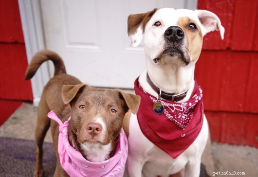 Help Your Favorite Pets Start Fresh: Vote for $10,000 Rescue Grants