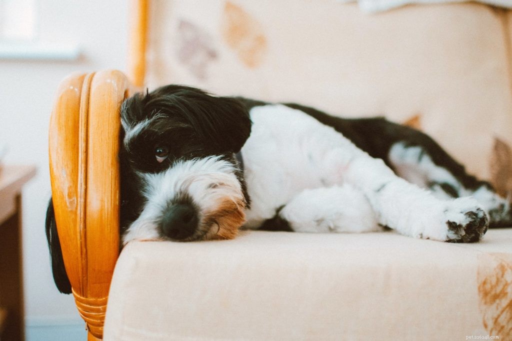 Top Indoor Toys That Keep Pets Entertained and Healthy
