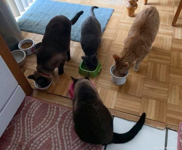 Celebrating National Pet Parents Day: The Joy and Rewards of Being a Pet Parent
