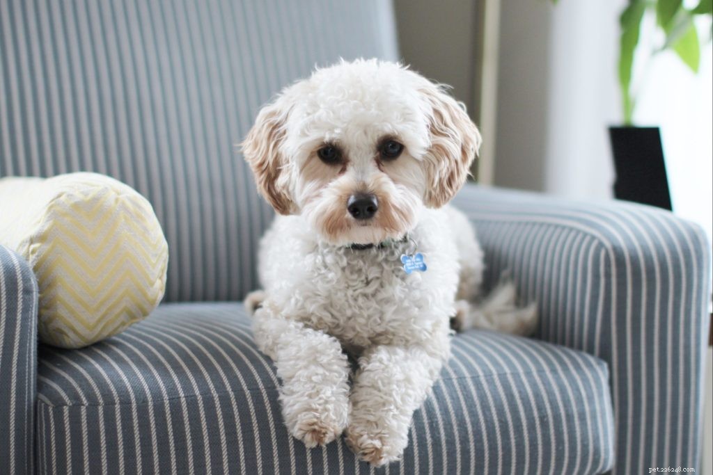 Top Indoor Toys That Keep Pets Entertained and Healthy