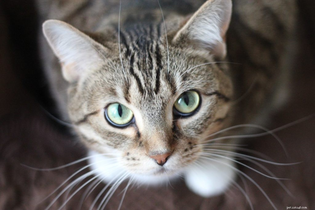 Top Indoor Toys That Keep Pets Entertained and Healthy