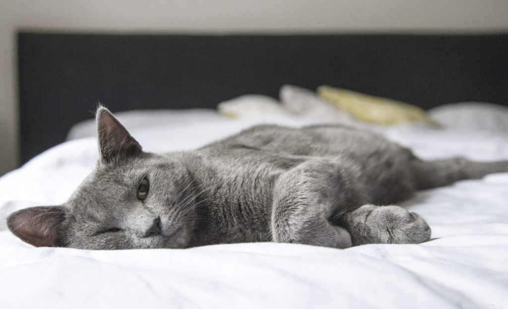 Top Indoor Toys That Keep Pets Entertained and Healthy