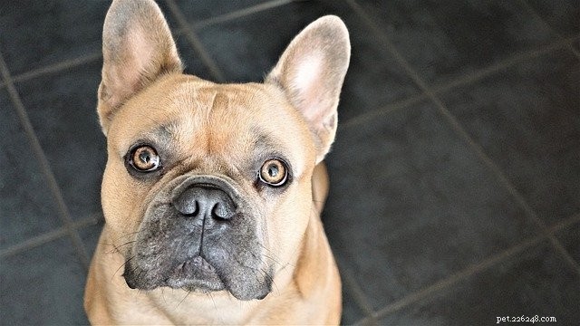 Engaging Indoor Activities Every Pet Loves