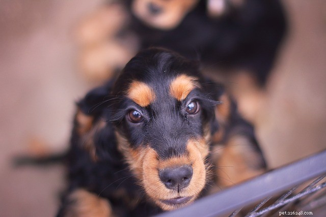 National Puppy Day: 5 Essential Training Tips for Your New Best Friend
