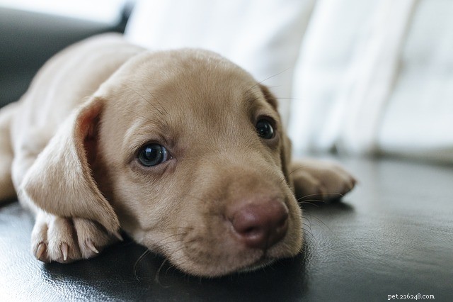 National Puppy Day: 5 Essential Training Tips for Your New Best Friend