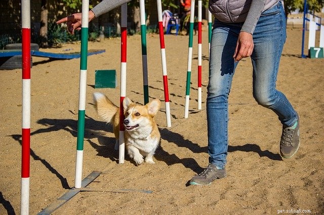 8 Proven Ways to Deepen Your Bond with Your Pet