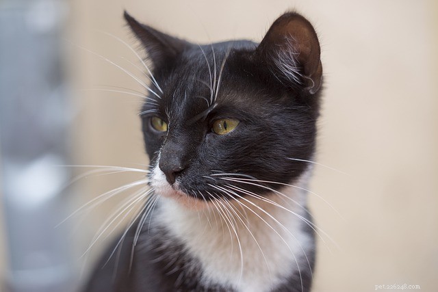 7 Proven Home Grooming Tips to Keep Your Pet Looking and Feeling Great