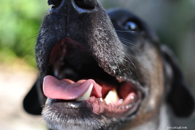 7 Proven Home Grooming Tips to Keep Your Pet Looking and Feeling Great