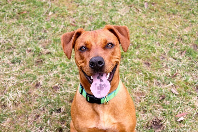 National Dog Day: 10 Expert-Verified Facts About Your Beloved Canine
