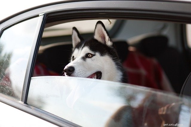 Why Microchipping Your Pet Is Essential for Safety & Peace of Mind